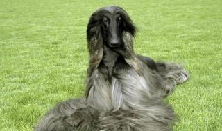 阿富汗女主播禁工作